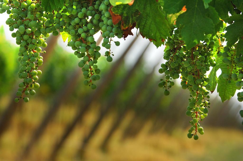 B&B Camignone Franciacorta パッシラーノ エクステリア 写真